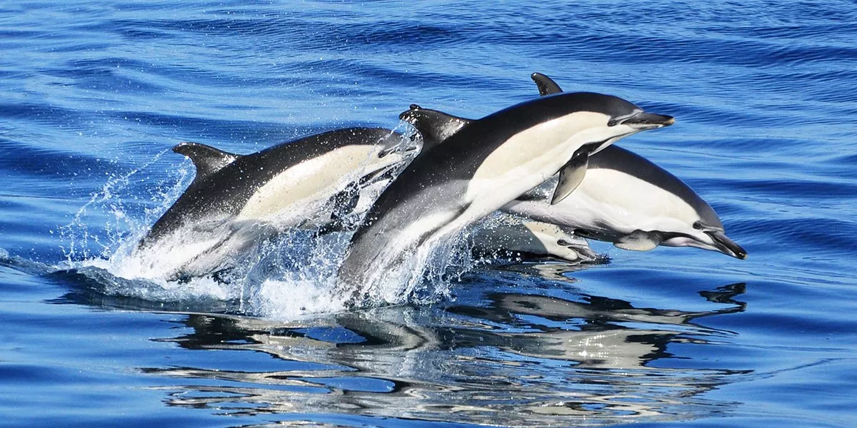 Tips for Visiting Gibraltar with Kids and Where to Stay