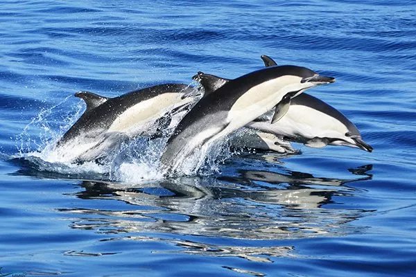 Tips for Visiting Gibraltar with Kids and Where to Stay